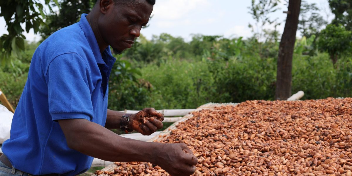 Chocolate inflation won&rsquo;t quit as the wholesale cocoa cost soars to the highest level in over a decade