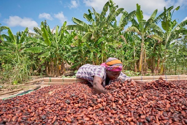 Ghana&rsquo;s overlooked cocoa farmers: The key to a fair and sustainable cocoa industry